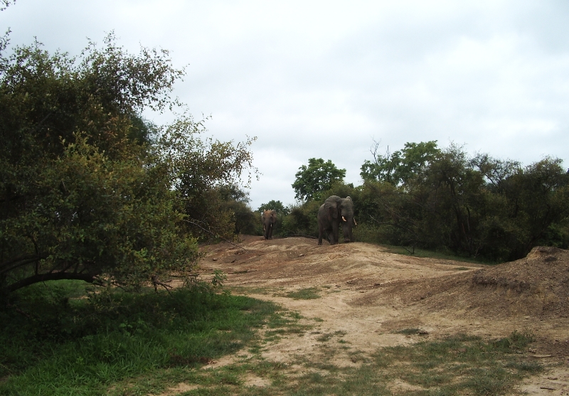 olifanten-mole-national-park